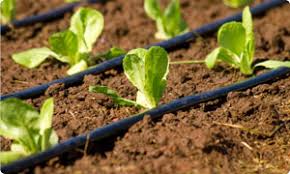 Driplines installation Kenya