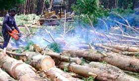 Preparation for a greenhouse site in central Kenya